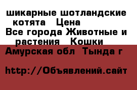 шикарные шотландские котята › Цена ­ 15 000 - Все города Животные и растения » Кошки   . Амурская обл.,Тында г.